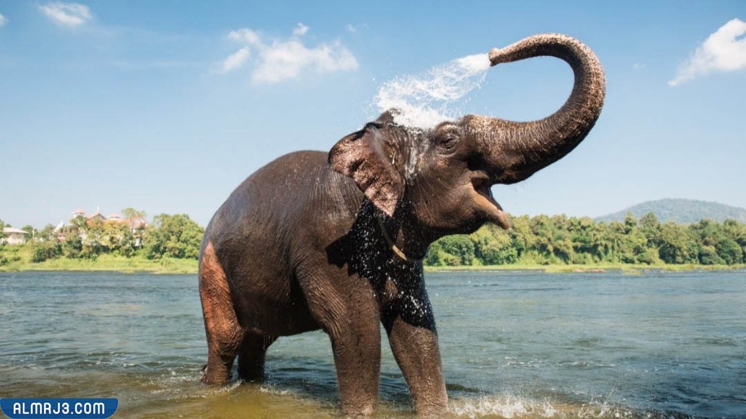 أطول الكائنات الحية عمرا - الفيل