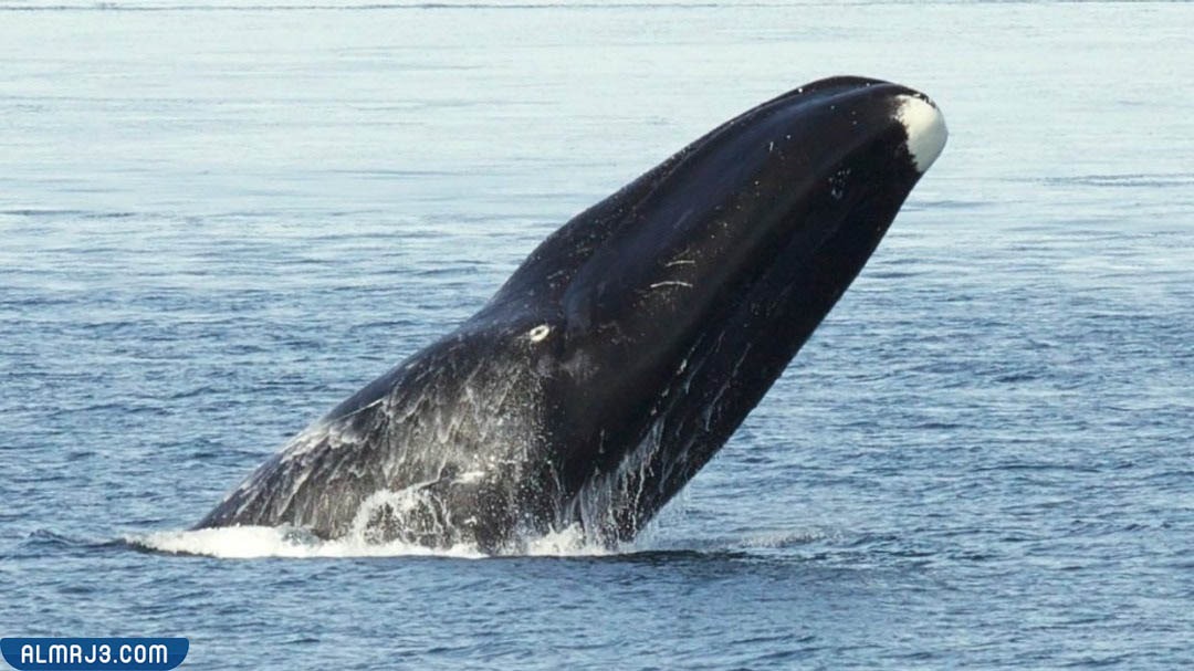 أطول الكائنات الحية عمرا - حوت