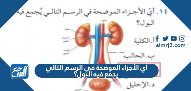 أعضاء الجهاز البولي هي أعضاء ...............