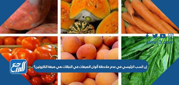 إن السبب الرئيسي في عدم ملاحظة ألوان الصبغات في النباتات هي صبغة الكاروتين؟