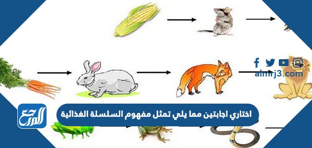 اختاري اجابتين مما يلي تمثل مفهوم السلسلة الغذائية