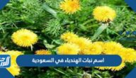 اسم نبات الهندباء في السعودية