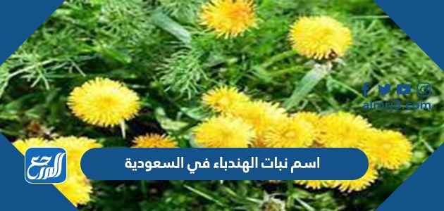 اسم نبات الهندباء في السعودية