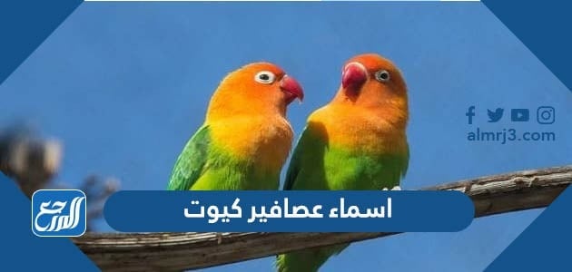 اسماء عصافير كيوت 2022 ومعانيها