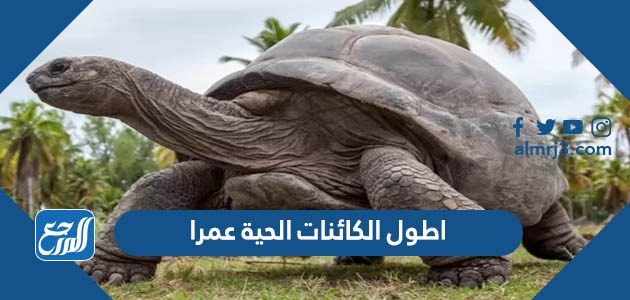 اطول الكائنات الحية عمرا