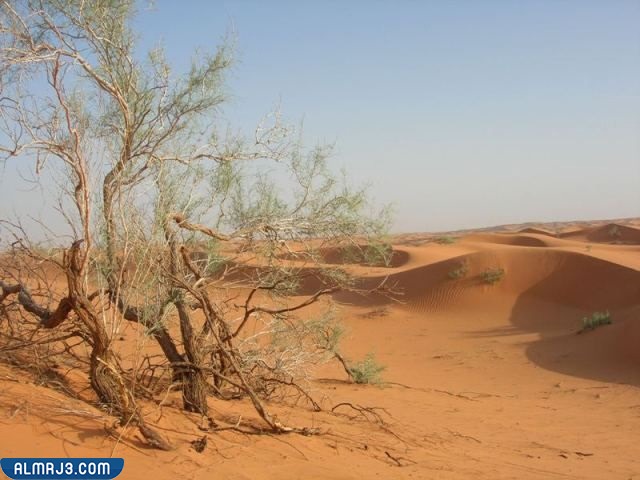 حطب الأرطاء