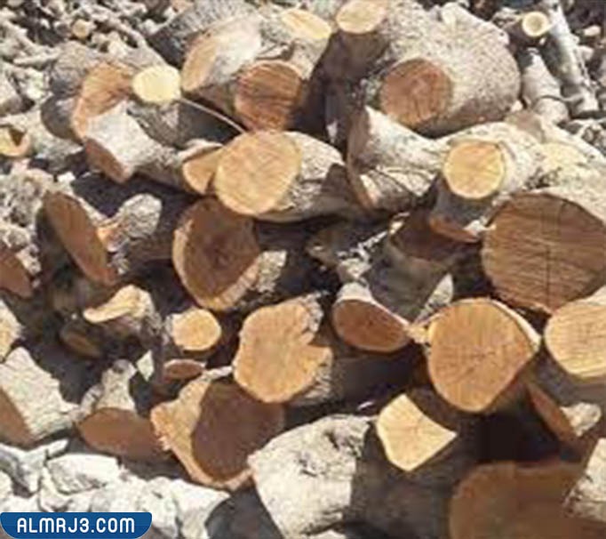 حطب الزيتون