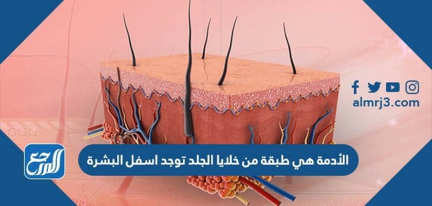 الأدمة هي طبقة من خلايا الجلد توجد اسفل البشرة