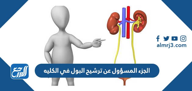 الجزء المسؤول عن ترشيح البول في الكليه