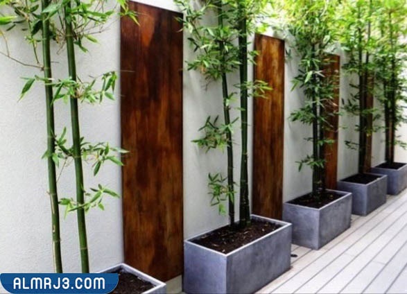 السور الخارجي المُصنع من النباتات