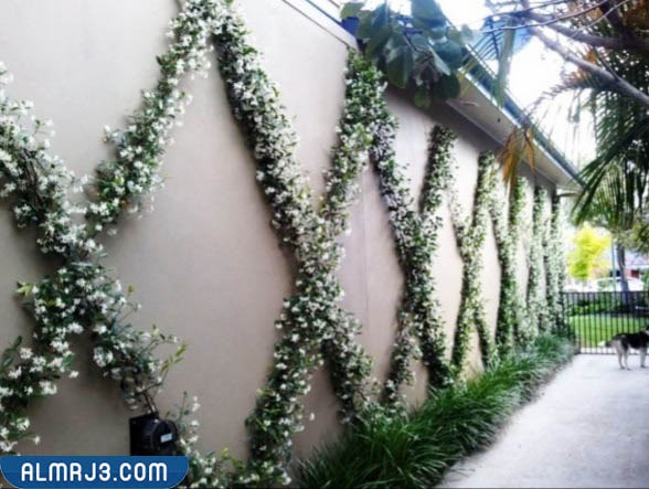 السور الخارجي المُصنع من النباتات