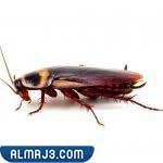 الصراصير في غرفة النوم