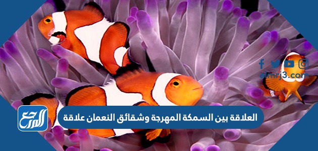 العلاقة بين السمكة المهرجة وشقائق النعمان علاقة