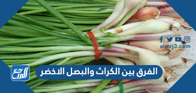 الفرق بين الكراث والبصل الاخضر