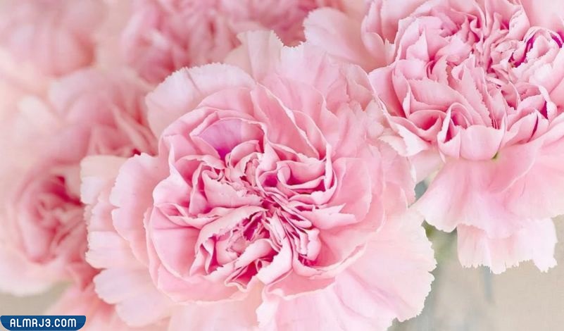 اللون الوردي في المنام لابن سيرين