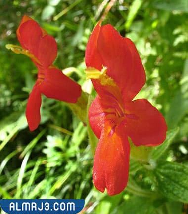 المسك النباتي