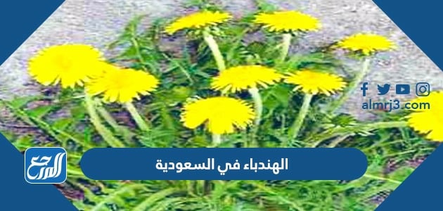 الهندباء في السعودية