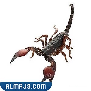 عقرب المخلب الأحمر - RED CLAW SCORPION