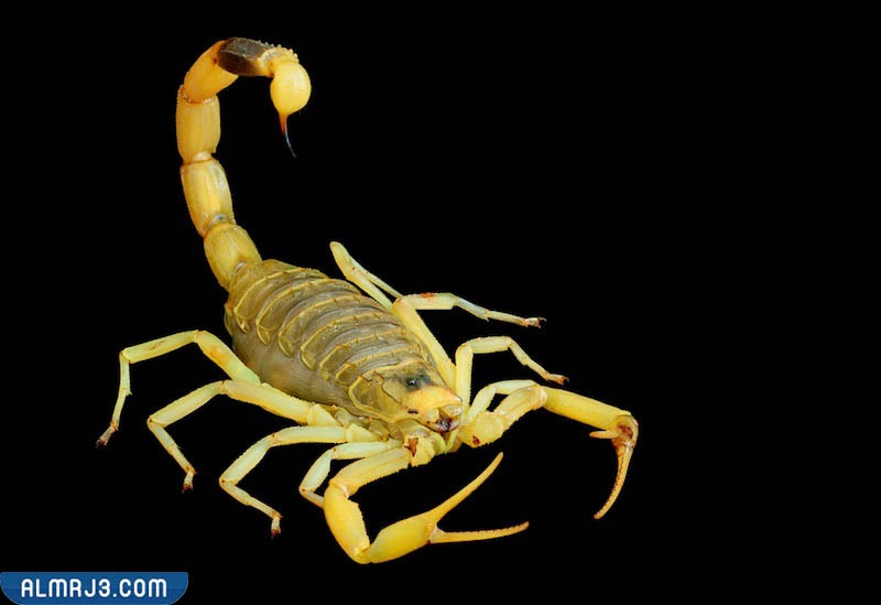 العقرب مطارد الموت - DEATH STALKER SCORPION