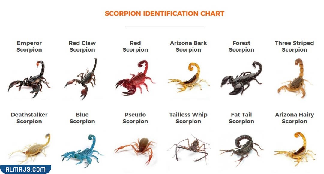 انواع العقارب واسمائها بالصور