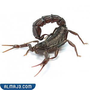 العقرب ذو الذيل الدهني - FAT TAIL SCORPION
