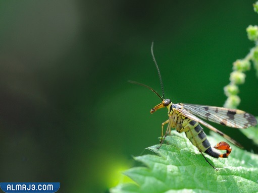 أنواع العقارب الطائرة