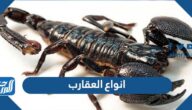 انواع العقارب واسمائها بالصور