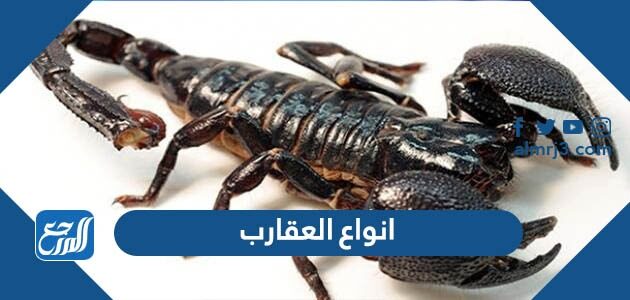 انواع العقارب