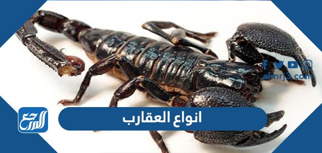 انواع العقارب