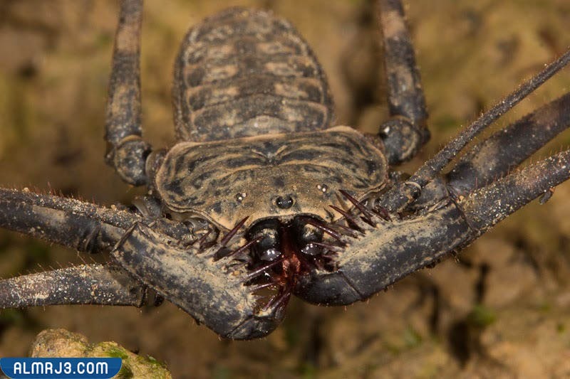 عقرب التاليس السوط - TAILLESS WHIP SCORPION