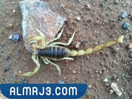 العقرب أريزونا - ARIZONA HAIRY SCORPION