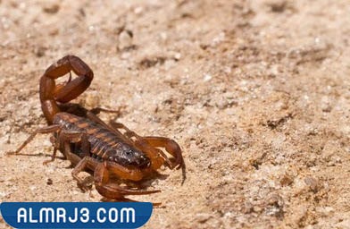 العقرب المخطط - THREE STRIPED SCORPION