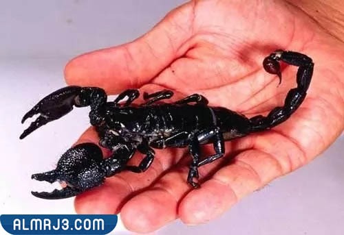 العقرب الإمبراطوري - EMPEROR SCORPION