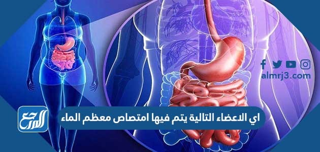 اي الاعضاء التالية يتم فيها امتصاص معظم الماء