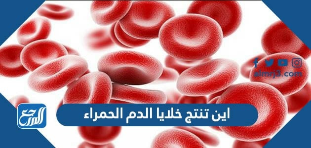 اين تنتج خلايا الدم الحمراء