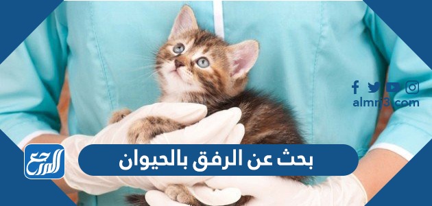 بحث عن الرفق بالحيوان