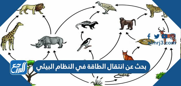 بحث عن انتقال الطاقة في النظام البيئي