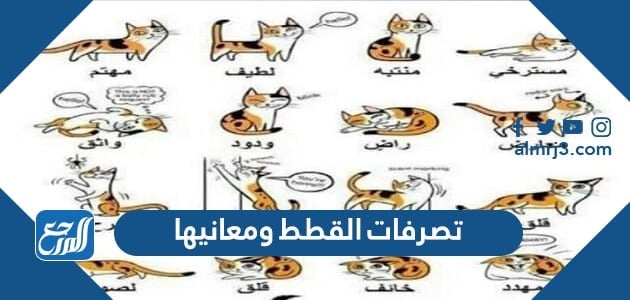 تصرفات القطط ومعانيها