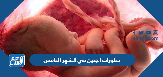 تطورات الجنين في الشهر الخامس