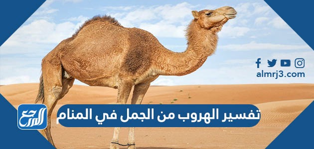 تفسير الهروب من الجمل في المنام