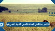 تنتشر حشائش السافانا في القارة الأفريقية