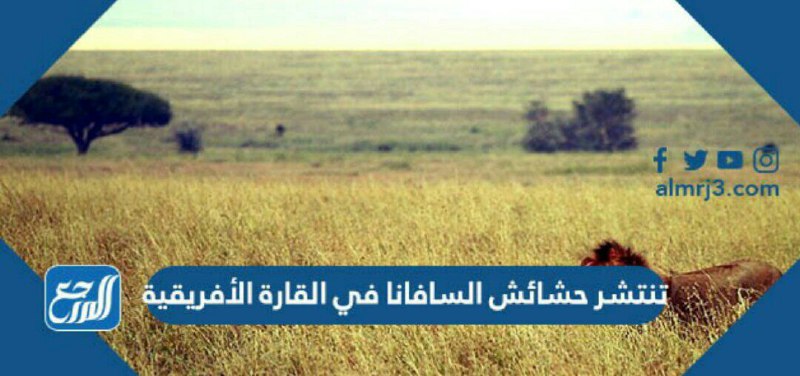 تنتشر حشائش السافانا في القارة الأفريقية
