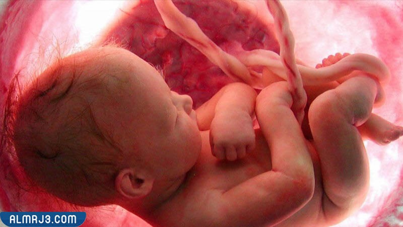 حركة الجنين في الشهر الخامس