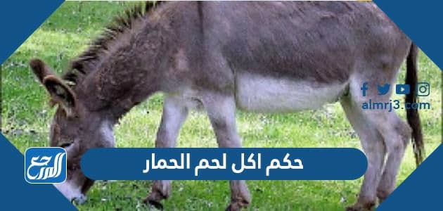 حكم اكل لحم الحمار