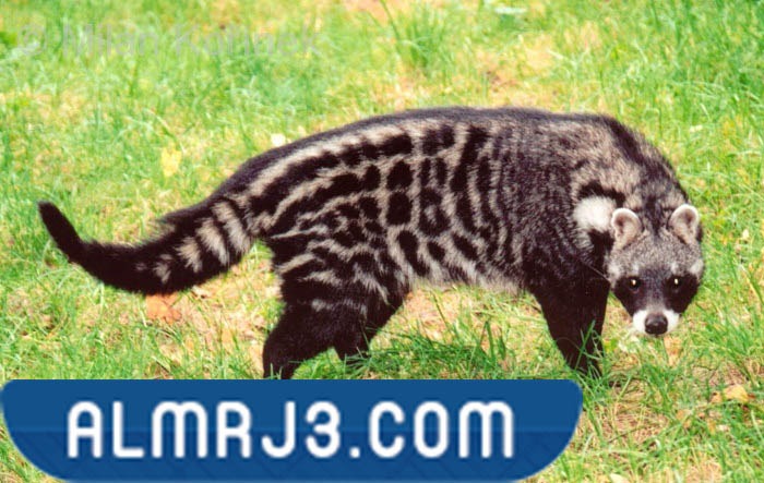 حيوان الزباد