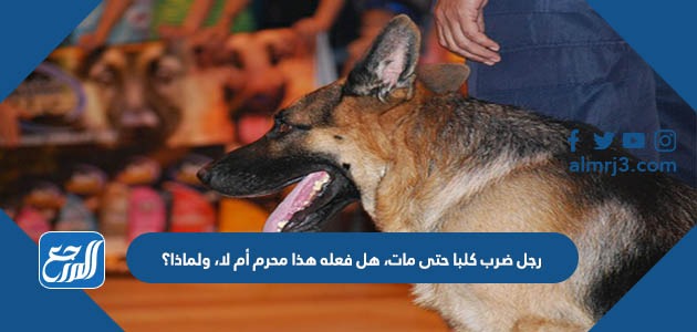 رجل ضرب كلبا حتى مات، هل فعله هذا محرم أم لا، ولماذا؟