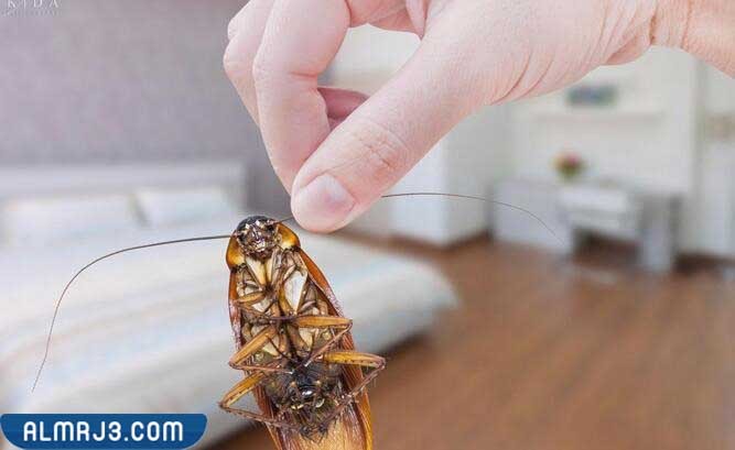 .سبب وجود الصراصير في غرفة النوم