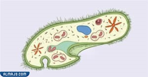 شكل البراميسيوم