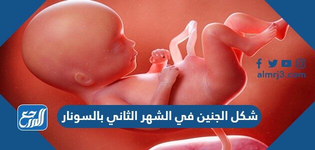 شكل الجنين في الشهر الثاني بالسونار ومراحل تطور الجنين