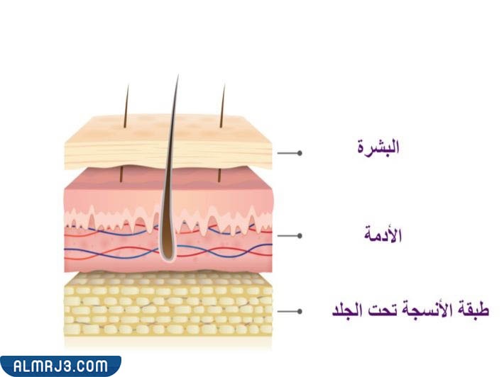 طبقات الجلد الثلاثة بالتوضيح